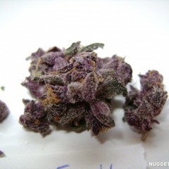 HighLife Collective