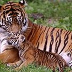 tigerpride