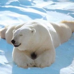 Feldenkrais for Feldenbears