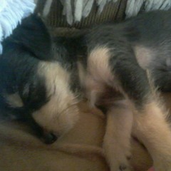 molly