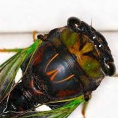 Singing Insects Monitoring Program