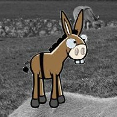 🎶 Bass Donkey 🎶