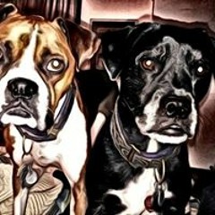 Virginia Davis-Houle