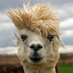 Joe Pidge Tannorella