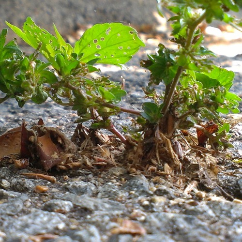 Prince - _When I Lay My Hands on You_ (Long Live Jazz Version) - Welcome 2 America Tour ( mq ).mp3