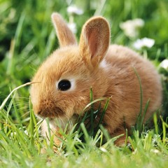 Charlotte Chamberlain