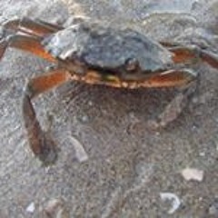 Jacqueline Ölschlegel