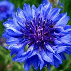 Binderya Sapphire