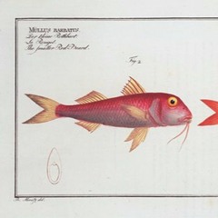 Anna Hansson Erlandsson