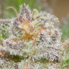 Rooster Oberschlumpf