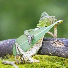 hippiecleetus