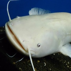 RGTO feat.ZORN (cover)