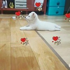 hyoshin