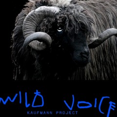 The Kaufmann Project