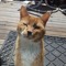 gatogato