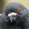 The Pigeon