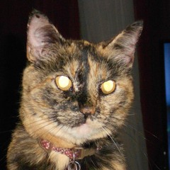 zeeekater