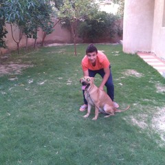 مهرجان الحلم المدفعجية