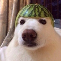 STERJ