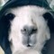 Deadllama