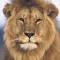 lion man
