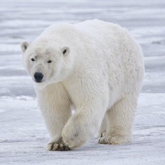 BearReposts