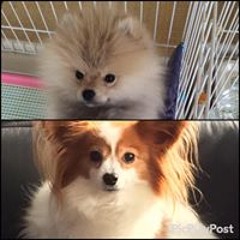 しょうご エノキ