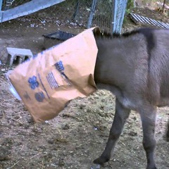 Mule's Feedbag