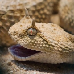 Desert Viper