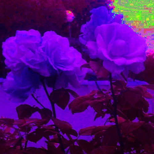 Stream PURPLE ROSES music | Listen to songs, albums, playlists for free ...