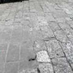 Franziska Pinienkern