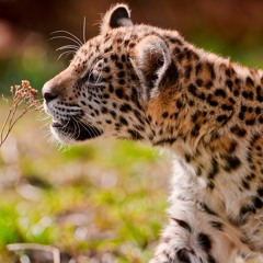 Martin Leopard