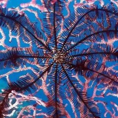Feather Star
