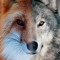 Fox and Wolf