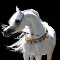 Aboud