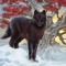 WereWolf WW