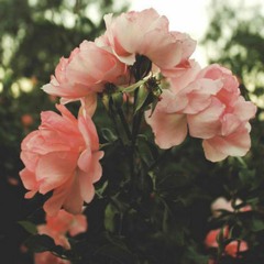 Sefora Yohannes Temesgen