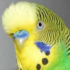 The Random Show Episode One