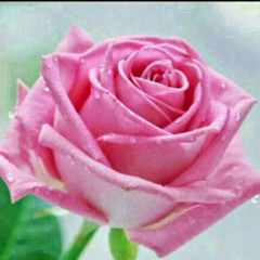 majd mm