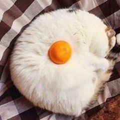 Георги Манолов