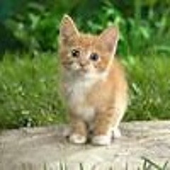 Kitten socks 225