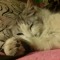 cats_