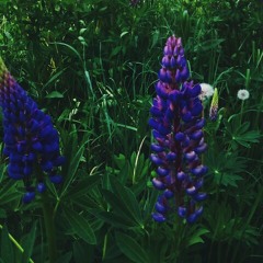 меланхолия педика