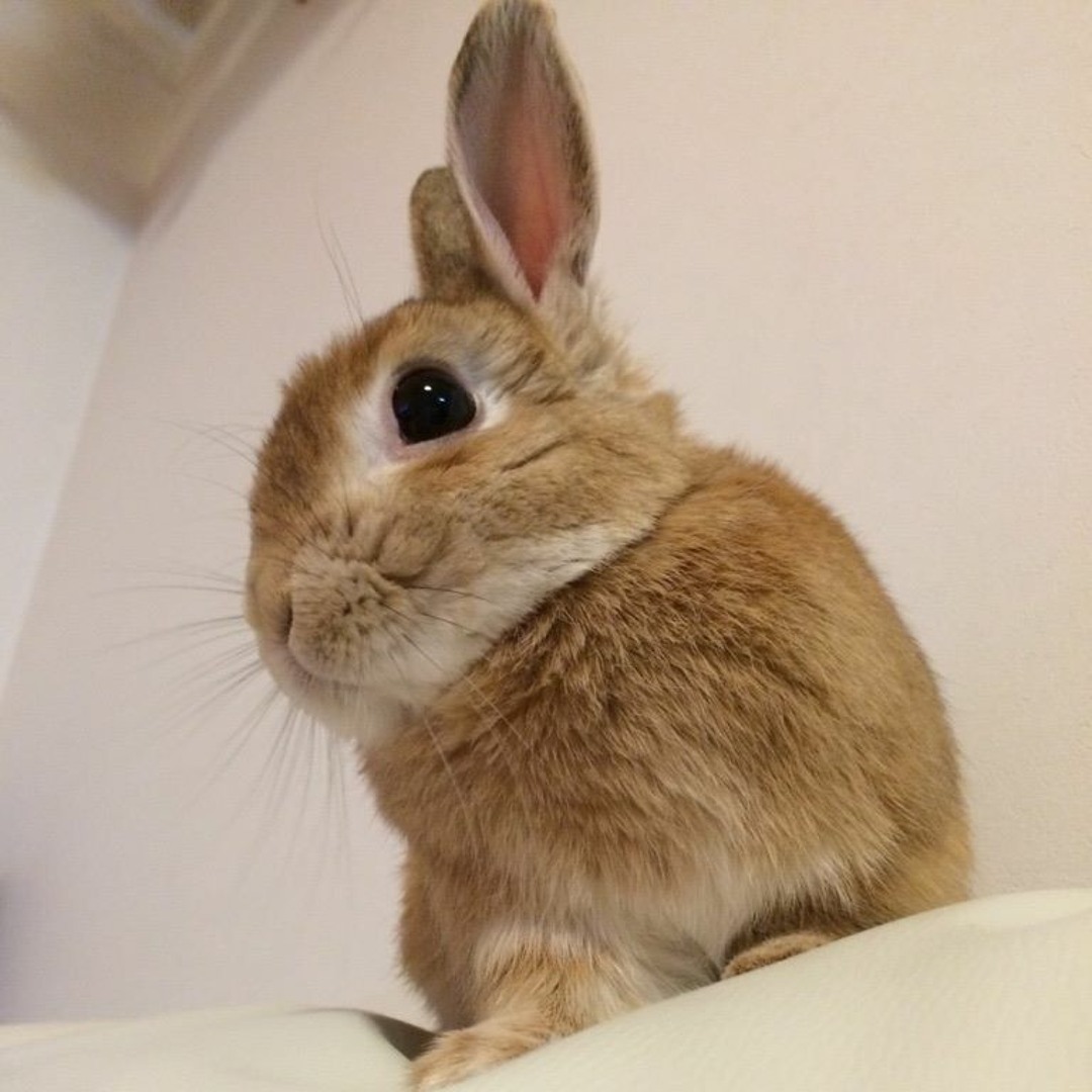 Stream 負け犬 music | Listen to songs, albums, playlists for free