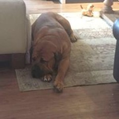 Rochelle Strauss Noble