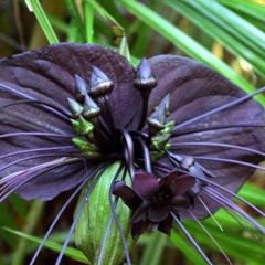 aghiuccia