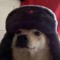 Shibe