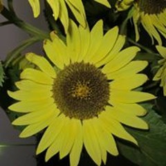 Rasheedah Abdul Malik