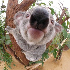 Koala Project