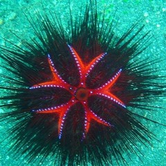 Bigurchin